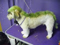 Wizard of Paws Grooming and Training image 3