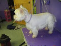Wizard of Paws Grooming and Training image 4