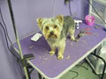 Wizard of Paws Grooming and Training image 5