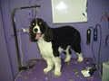Wizard of Paws Grooming and Training image 6