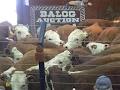 XTC Hereford Farms image 2