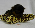 Yorkshire Puddin' Pups image 5