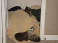 Your Buddies Buddy Pet Sitting image 2