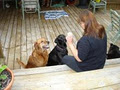 Your Dog Walker image 3