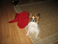 Ziggy's Playtime Dog Care image 2