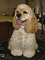 care alot dog grooming image 1