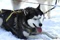 dogsleds.ca image 2