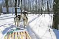 dogsleds.ca image 3