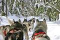 dogsleds.ca image 4