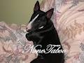 Élevage NoneTaboo Bull Terrier/ Bull Terrier Breeder image 3