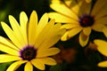 A Yellow Flower Basket image 1