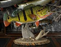 Advanced Taxidermy & Wildlife Design image 2