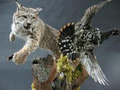 Advanced Taxidermy & Wildlife Design image 3