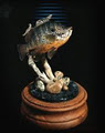 Advanced Taxidermy & Wildlife Design image 1