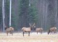 Alberta Limousine Service image 1