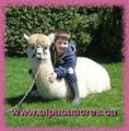 Alpaca Acres image 2
