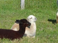 Alpaca Acres image 1