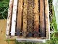 Apiculture Patenaude image 6