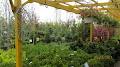 Arbor Garden Centre & Nursery image 1