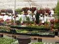 BLOOMING GARDEN CENTRE LTD image 2