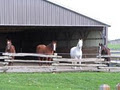 Barn View Stables image 2