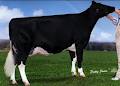 Comestar Holstein Enr image 2