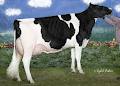 Comestar Holstein Enr image 3