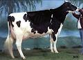 Comestar Holstein Enr image 4
