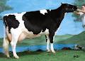 Comestar Holstein Enr image 5