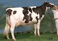 Comestar Holstein Enr image 6