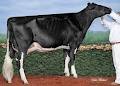 Comestar Holstein Enr image 1