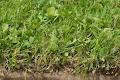 Compact Sod image 5