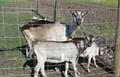 Deer Meadow Farms image 3