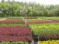Eagle Lake Nurseries Garden Centre image 2