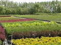 Eagle Lake Nurseries Garden Centre image 5