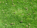 Ecoturf Lawn Care - Commercial & Residential Turf Management image 3