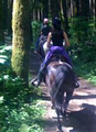 Equutrails Horseback Riding Vancouver image 2