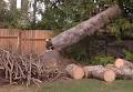 Essential Tree Service image 2