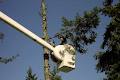 Essential Tree Service image 3