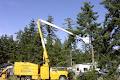 Essential Tree Service image 4