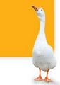 Everspring Farms - Duck and Goose Suppliers image 2