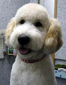 Fetching Fur Dog Grooming image 5