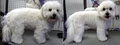 Fetching Fur Dog Grooming image 6