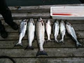 Fishing vancouver Island Sooke fishing charters Sooke salmon fishing image 3