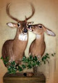 Forest City Taxidermy image 1