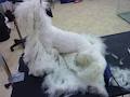 Fur-Ever Loved Pet Salon image 2