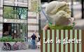 Gelato Leo Le Glacier - Bernard logo