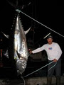 Giant Bluefin Tuna Charters image 2