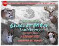 Glacier Mtn Taxidermy image 1