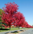 Great Lakes Trees and Landscapes logo